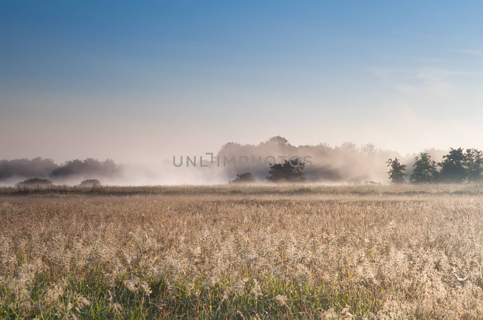 misty sunny morning over meadow by catolla