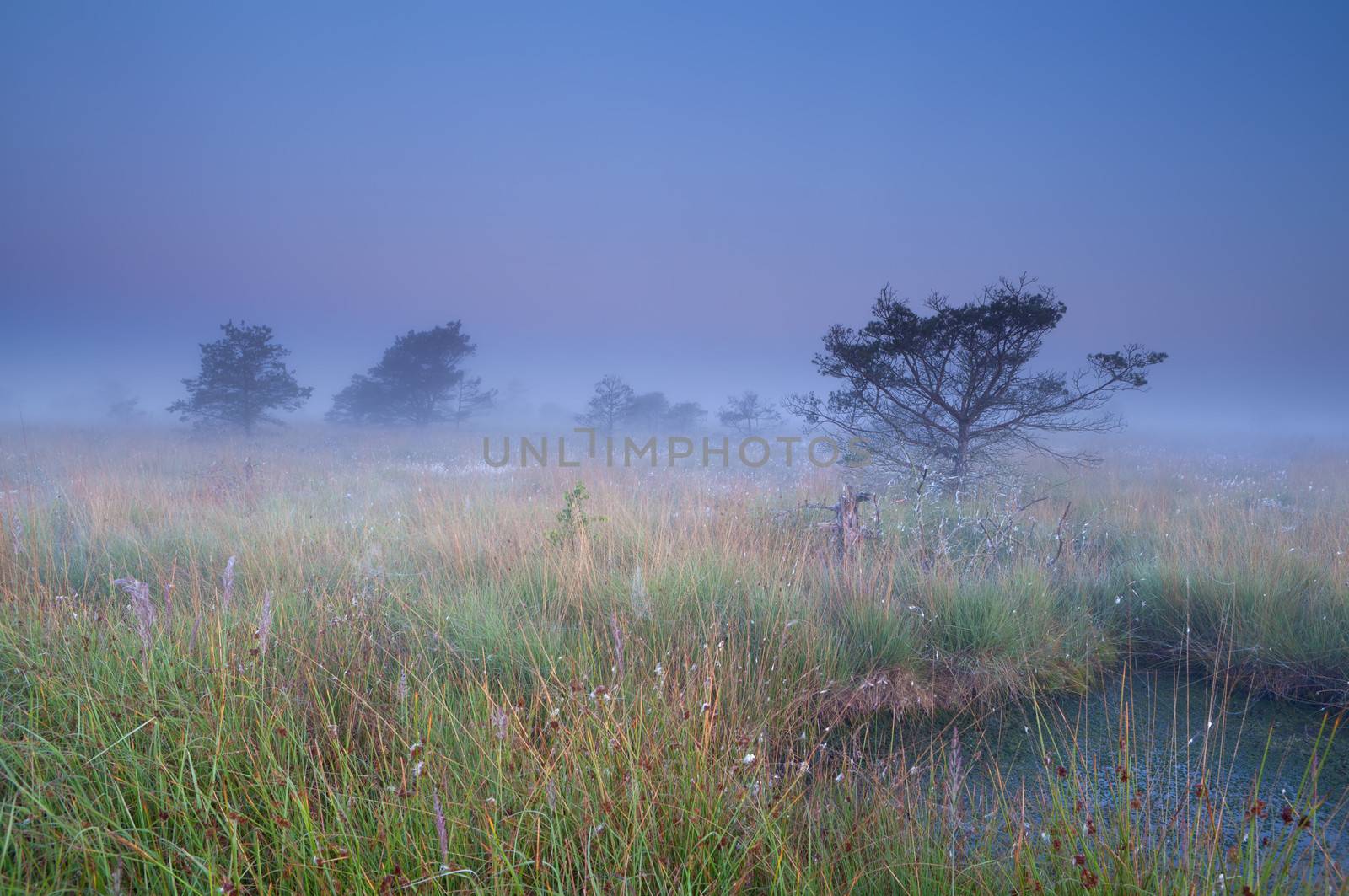 dense fog over swamp at calm sunrise