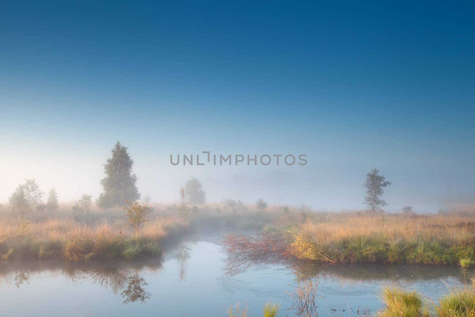 morning sunshine over misty swamp by catolla