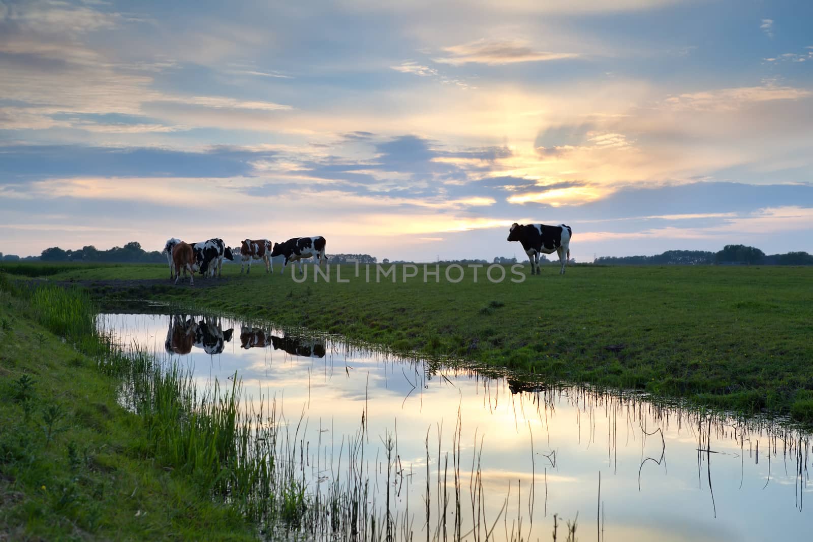 cattle on pasture by river at sunset