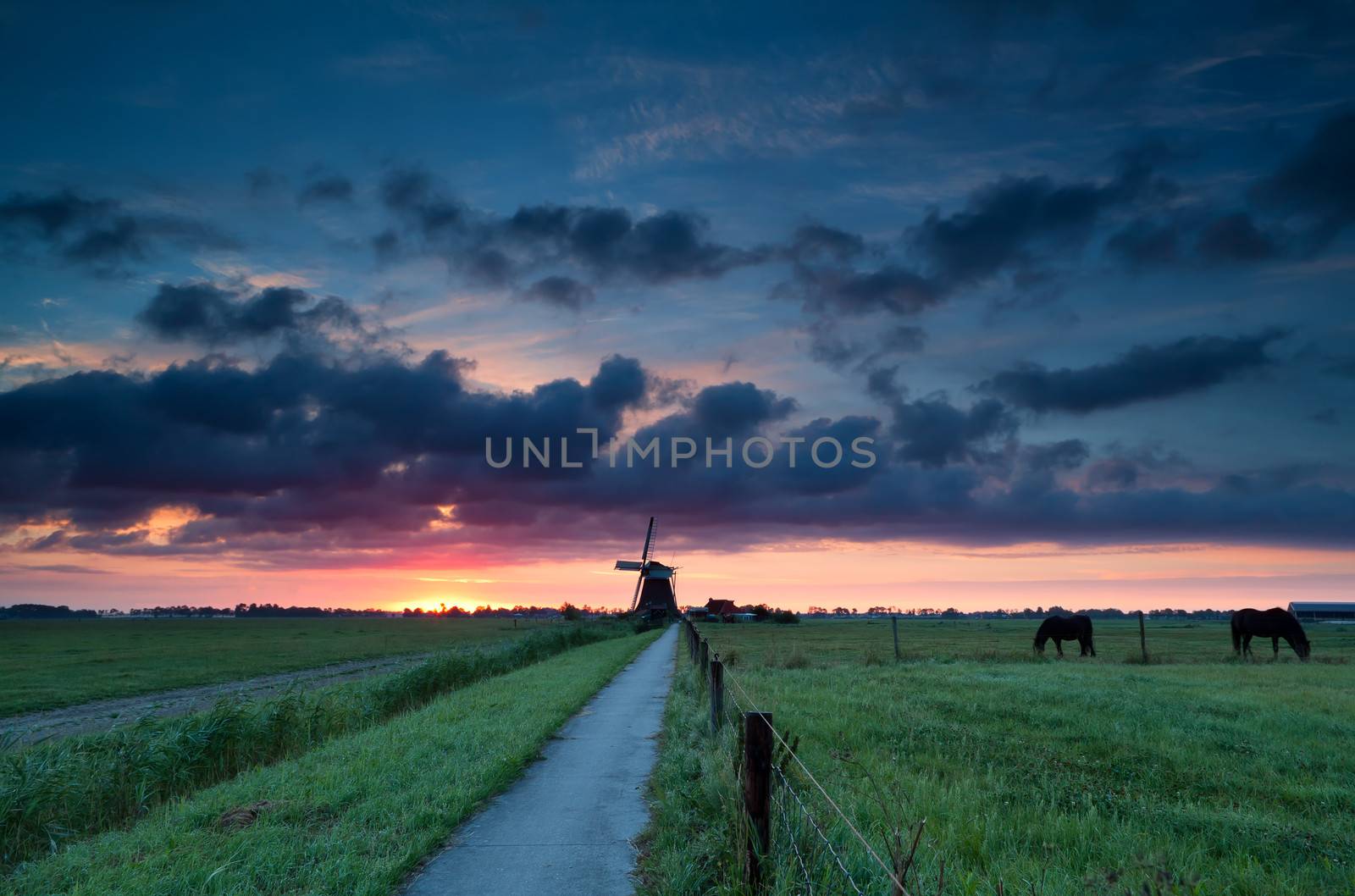 Dutch windmill and horses on pasture at sunrise