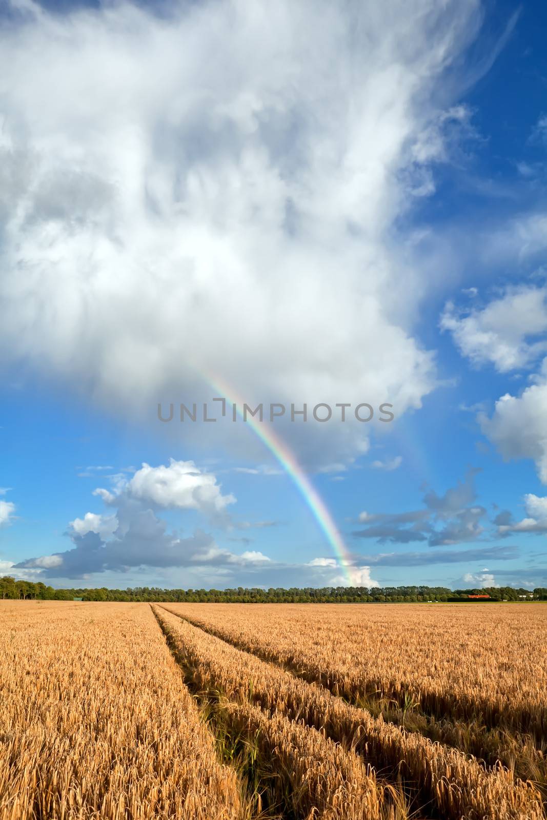 rainbow after shower over summer wheat field, Holland