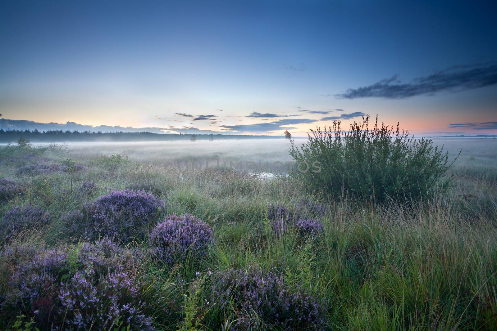misty sunrise over heathland with flowering heather