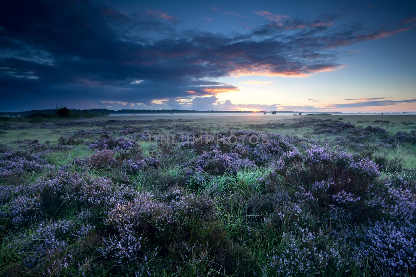 summer sunrise over flowering heather by catolla