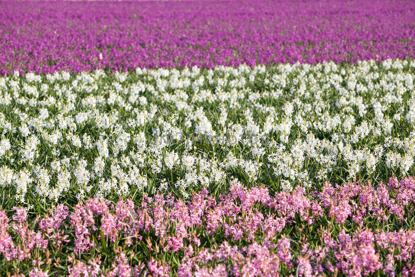 background of pink, white hyacinth flowers in spring