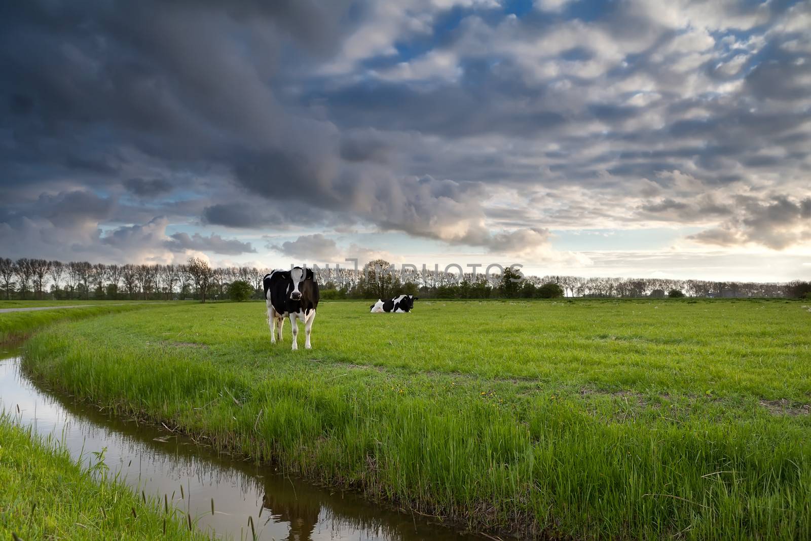 beautiful sky over pasture with cattle by catolla