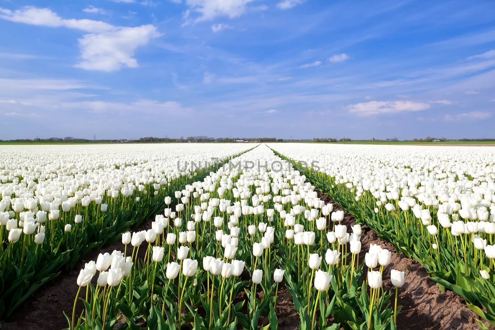 spring field of white tulips in North Holland, Netherlands