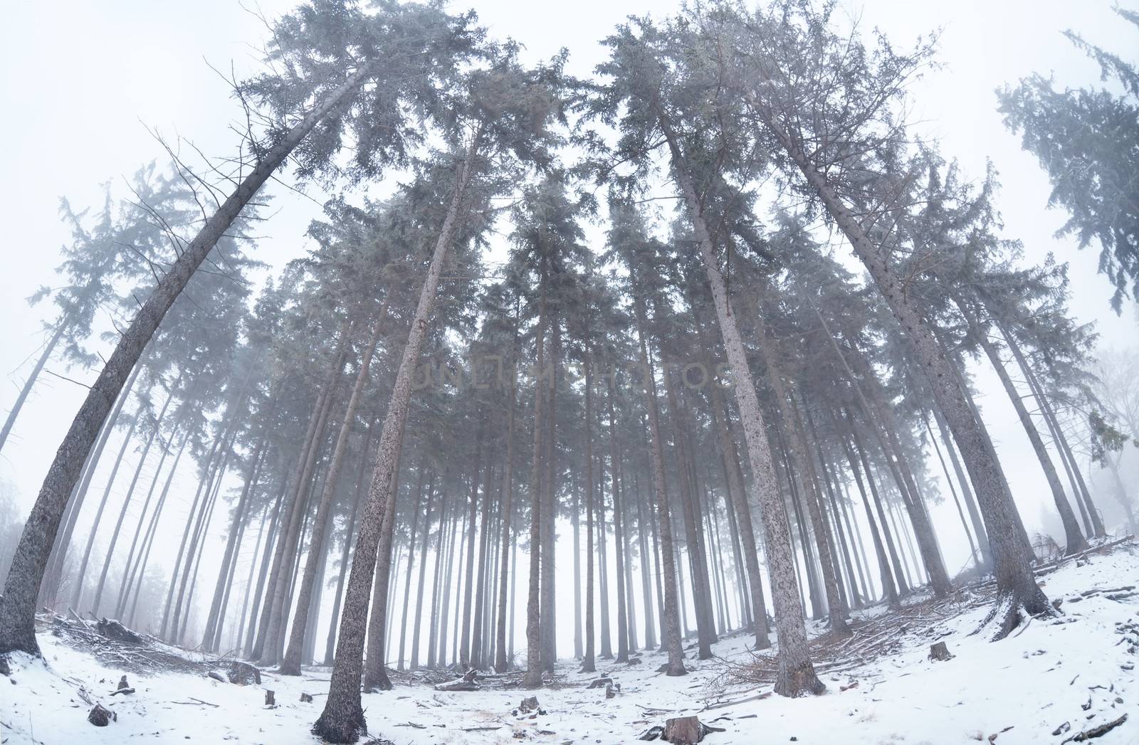 old coniferous forest in winter fog by catolla