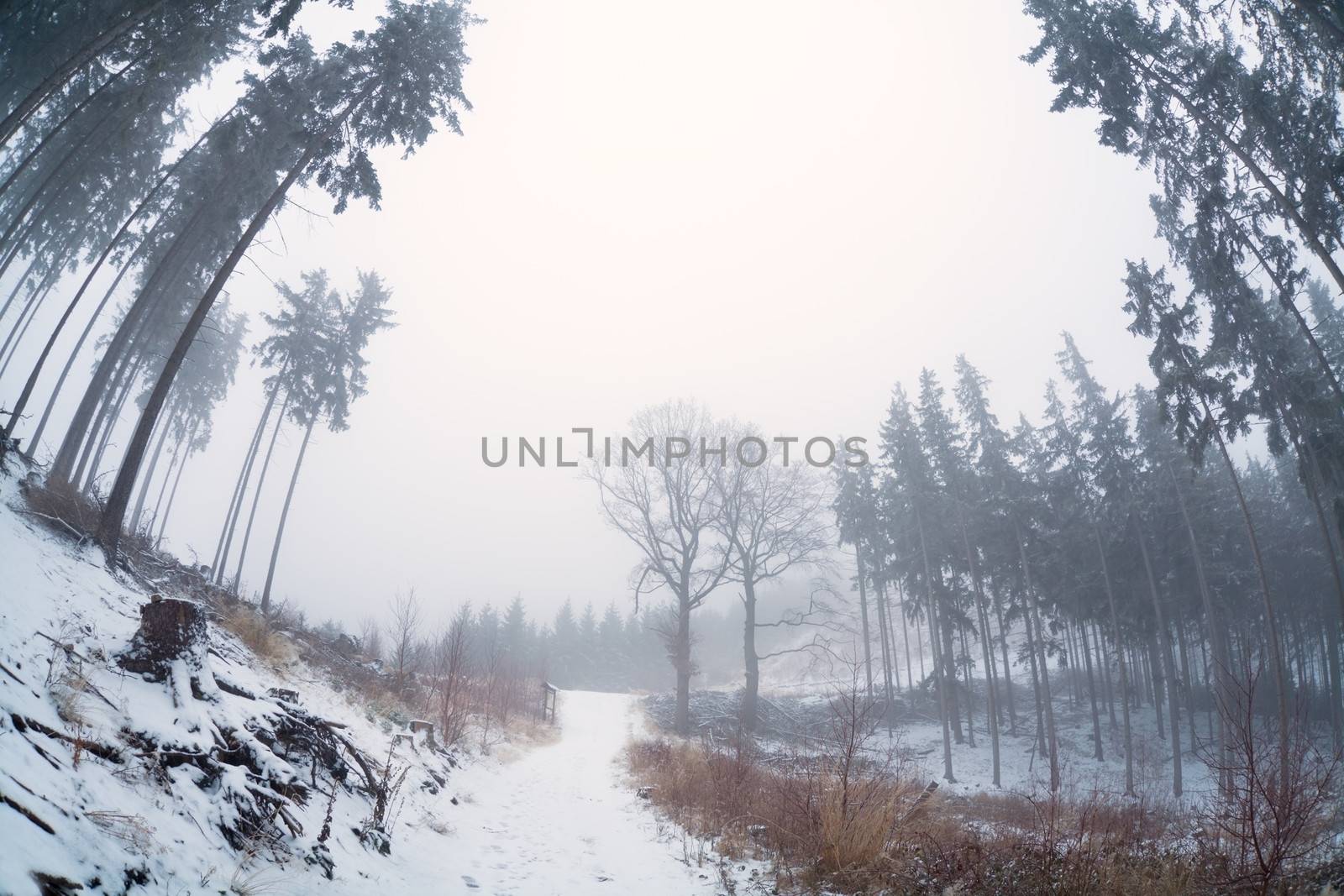 old coniferous firest with morning fog in winter