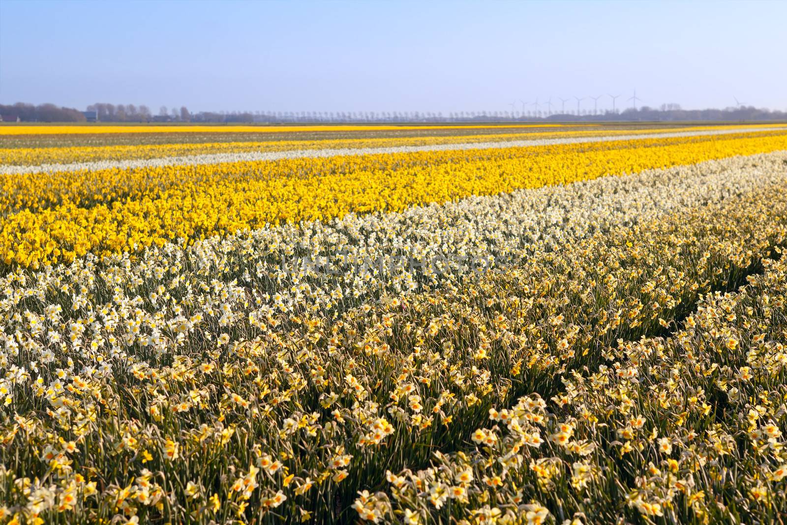 field with many yellow narcissus by catolla