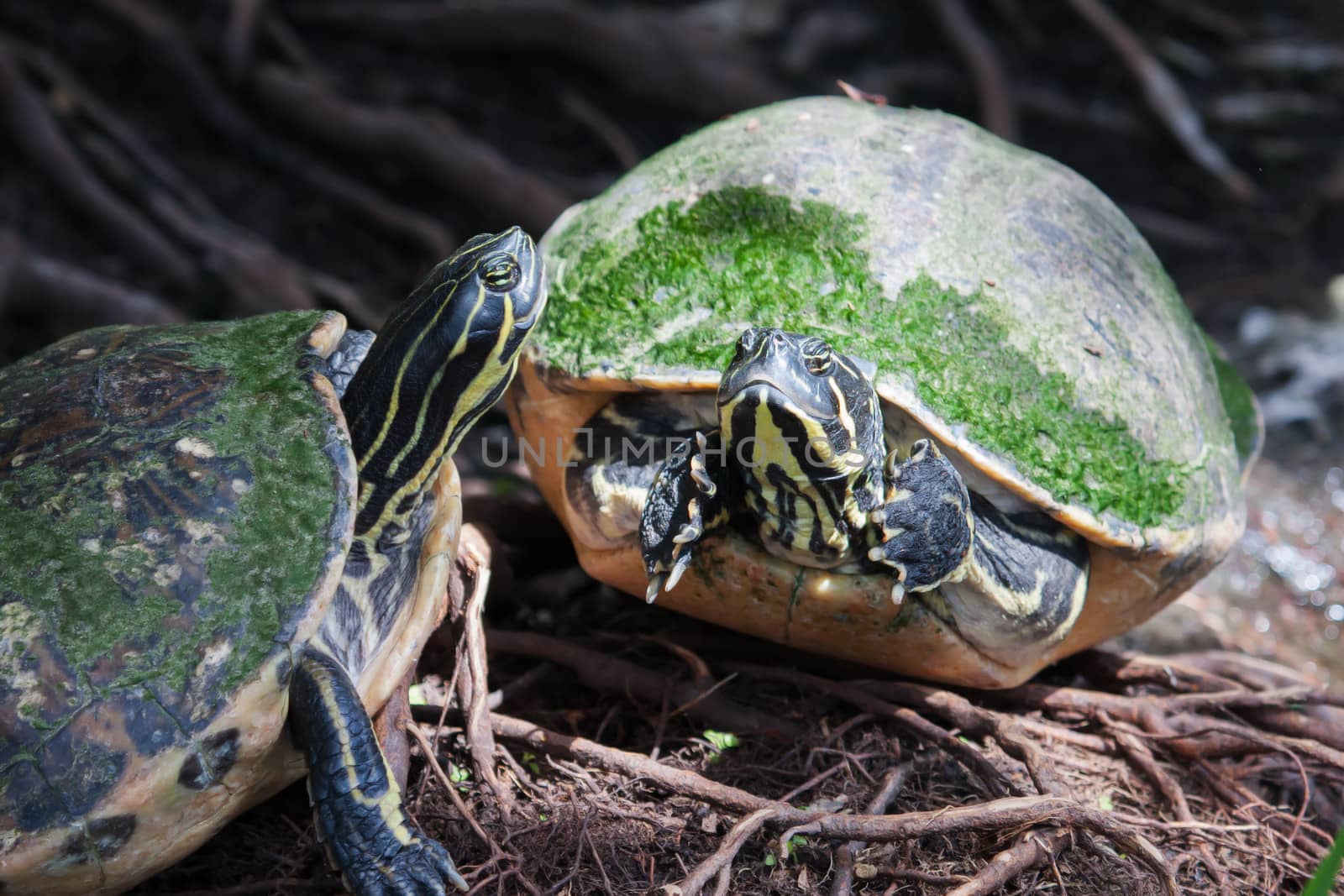 Painted turtle in wildlife on the waters edge in soft focus