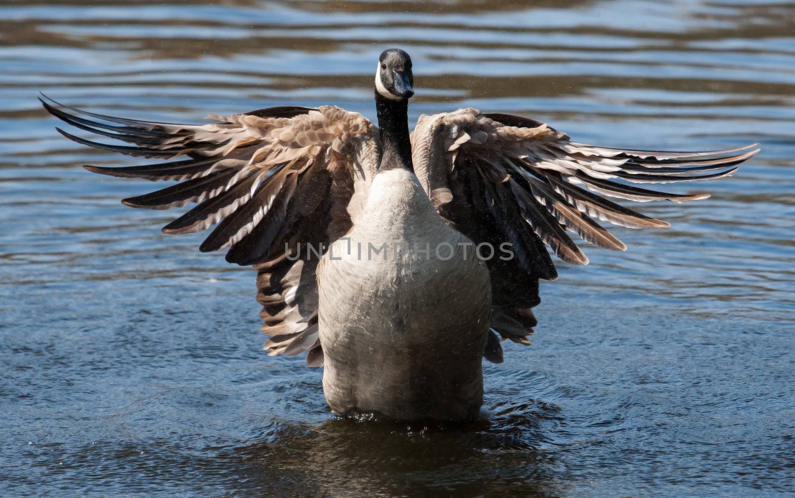 Canadian Goose flapping wings in the water in soft focus