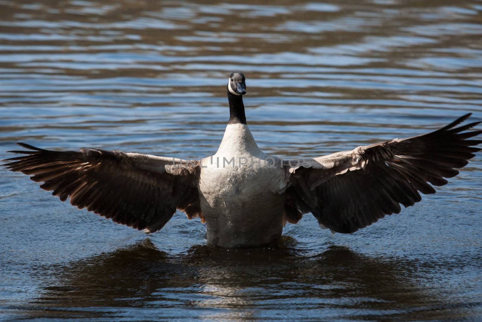 Canadian Goose flapping wings in the water in soft focus