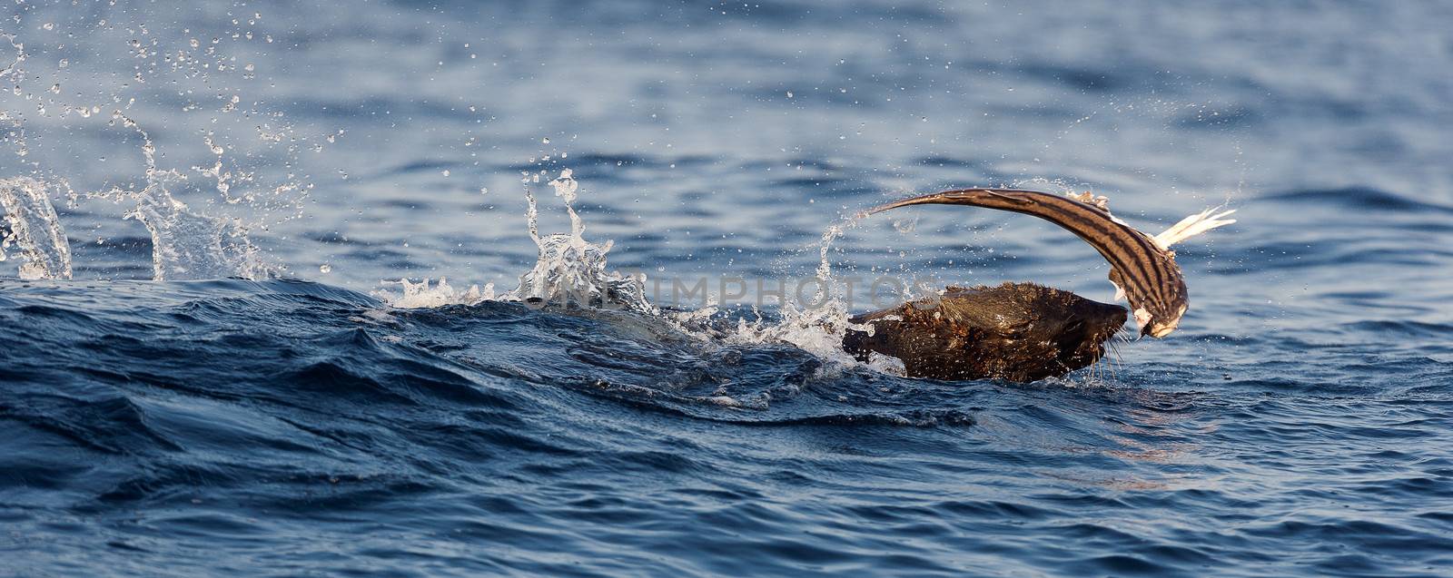 The seal cath the fish. Cape fur seal (Arctocephalus pusilus). Kalk Bay, False Bay, South Africa