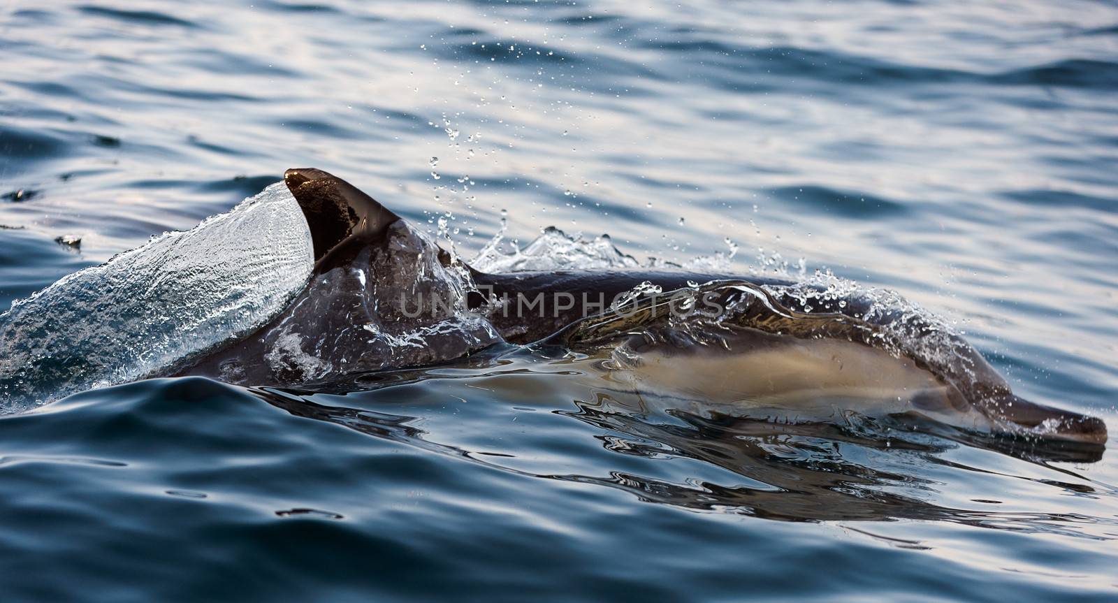 The dolphin comes up from water. The Long-beaked common dolphin (scientific name: Delphinus capensis) swim in atlantic ocean.