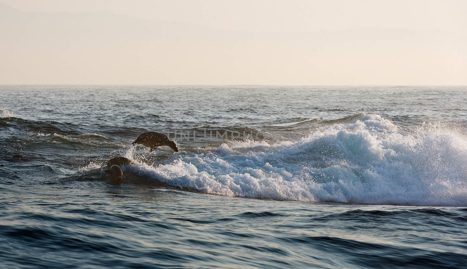 Seals swim and  jump out of water. Cape fur seal (Arctocephalus pusilus). Kalk Bay, False Bay, South Africa