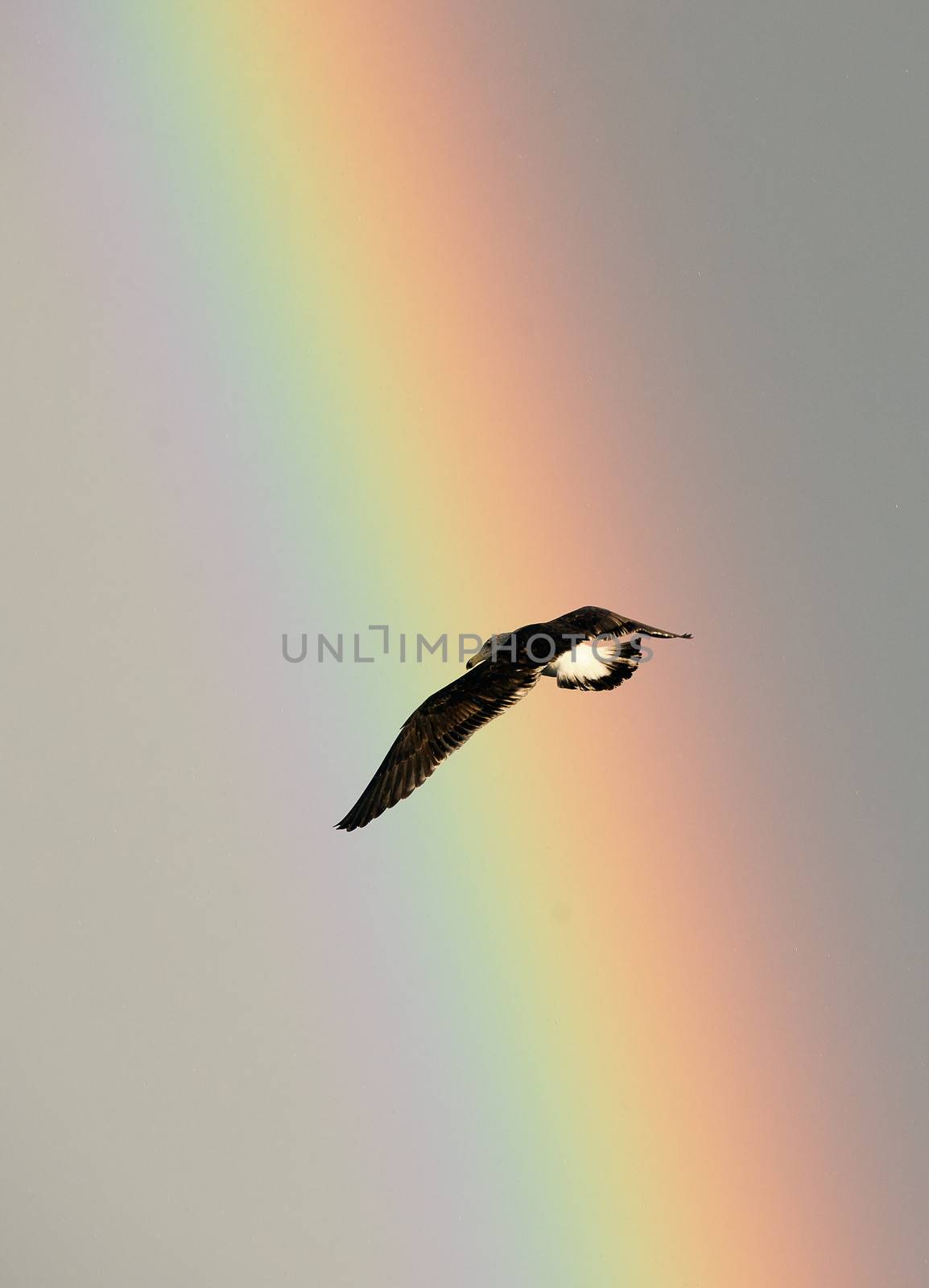  Flying seagull over the ocean, misty sky, puffy clouds, rainbow backgrounds 