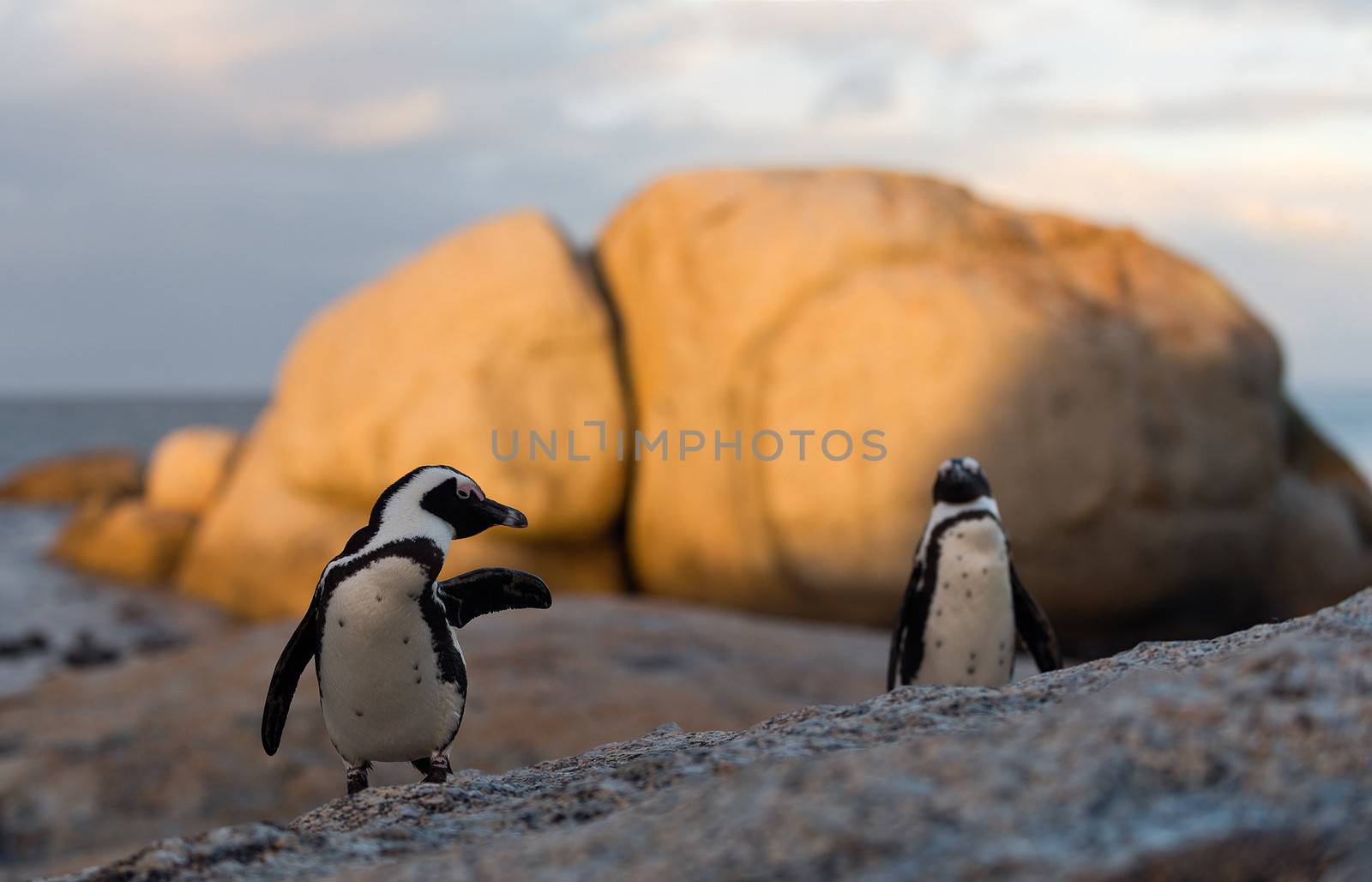 African penguin pair at sunset near Cape Town, South Africa. The African Penguin (Spheniscus demersus), also known as the Jackass Penguin and Black-footed Penguin 