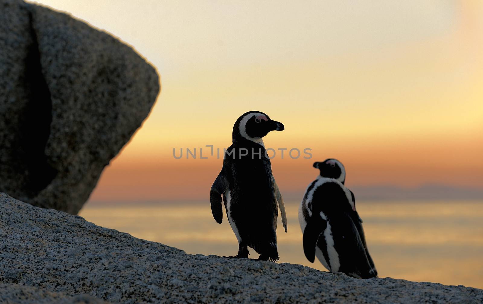 African penguin pair at sunset near Cape Town, South Africa. The African Penguin (Spheniscus demersus), also known as the Jackass Penguin and Black-footed Penguin 