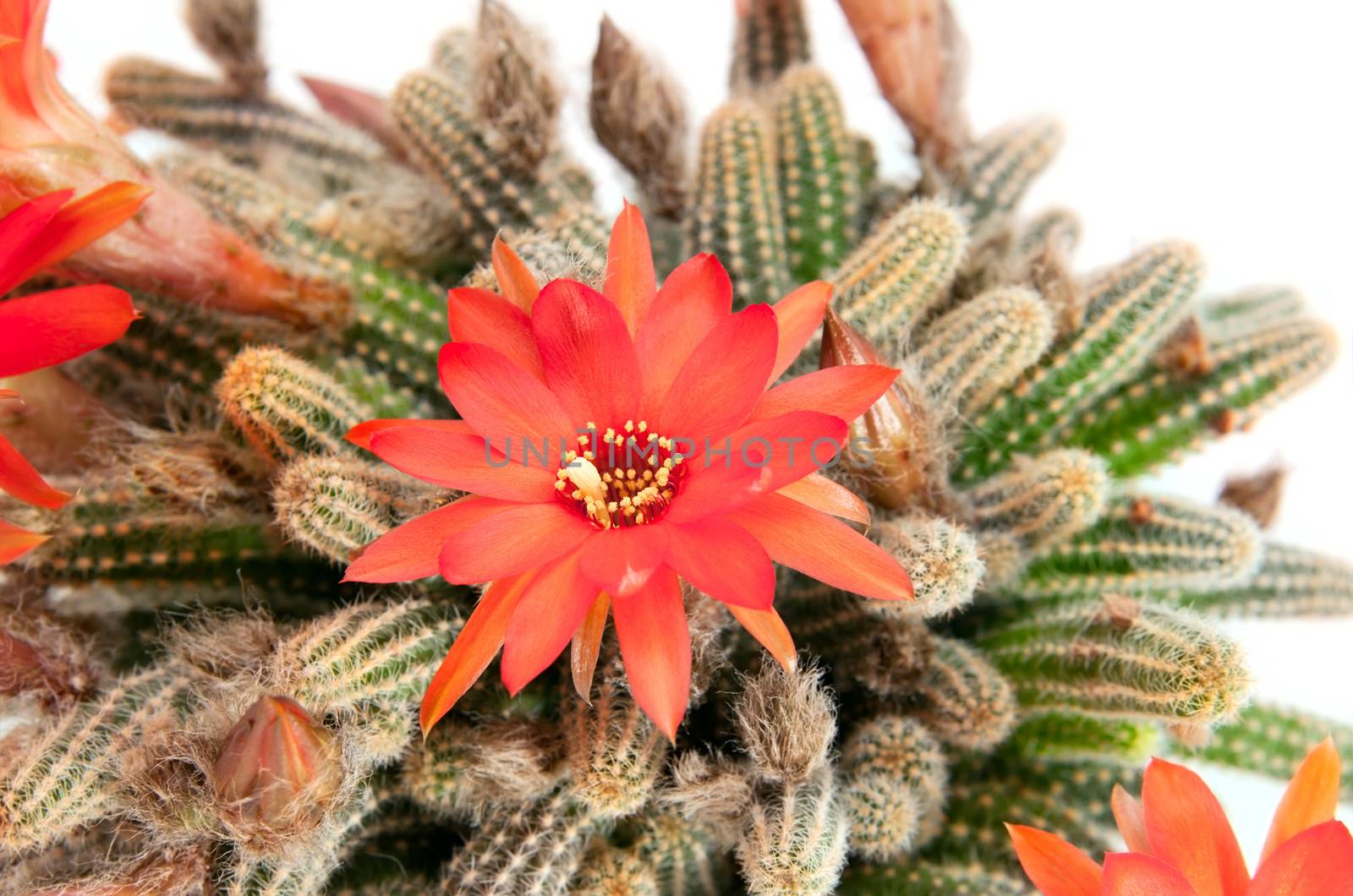 red cactus flower over white by catolla