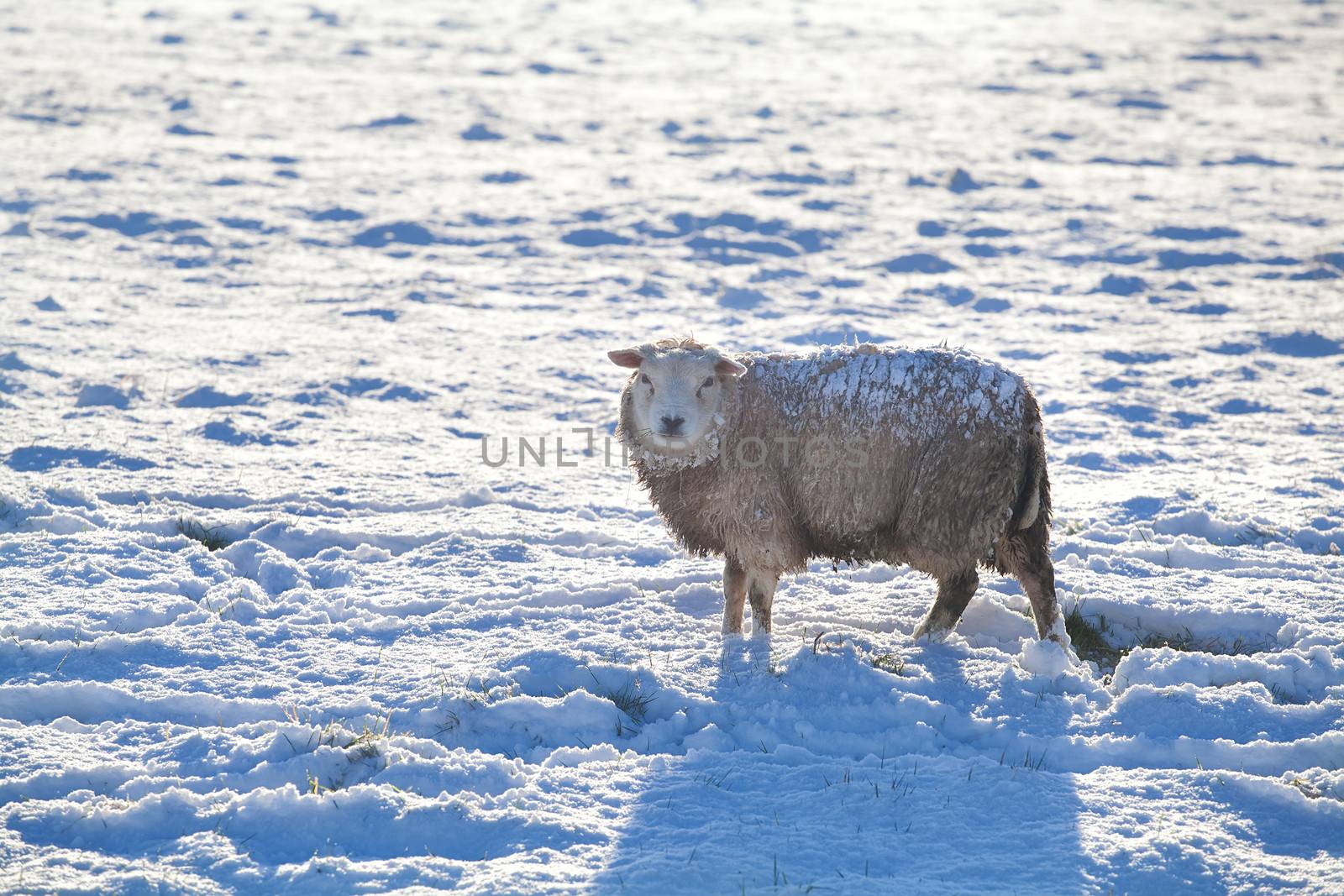sheep on snow in winter by catolla