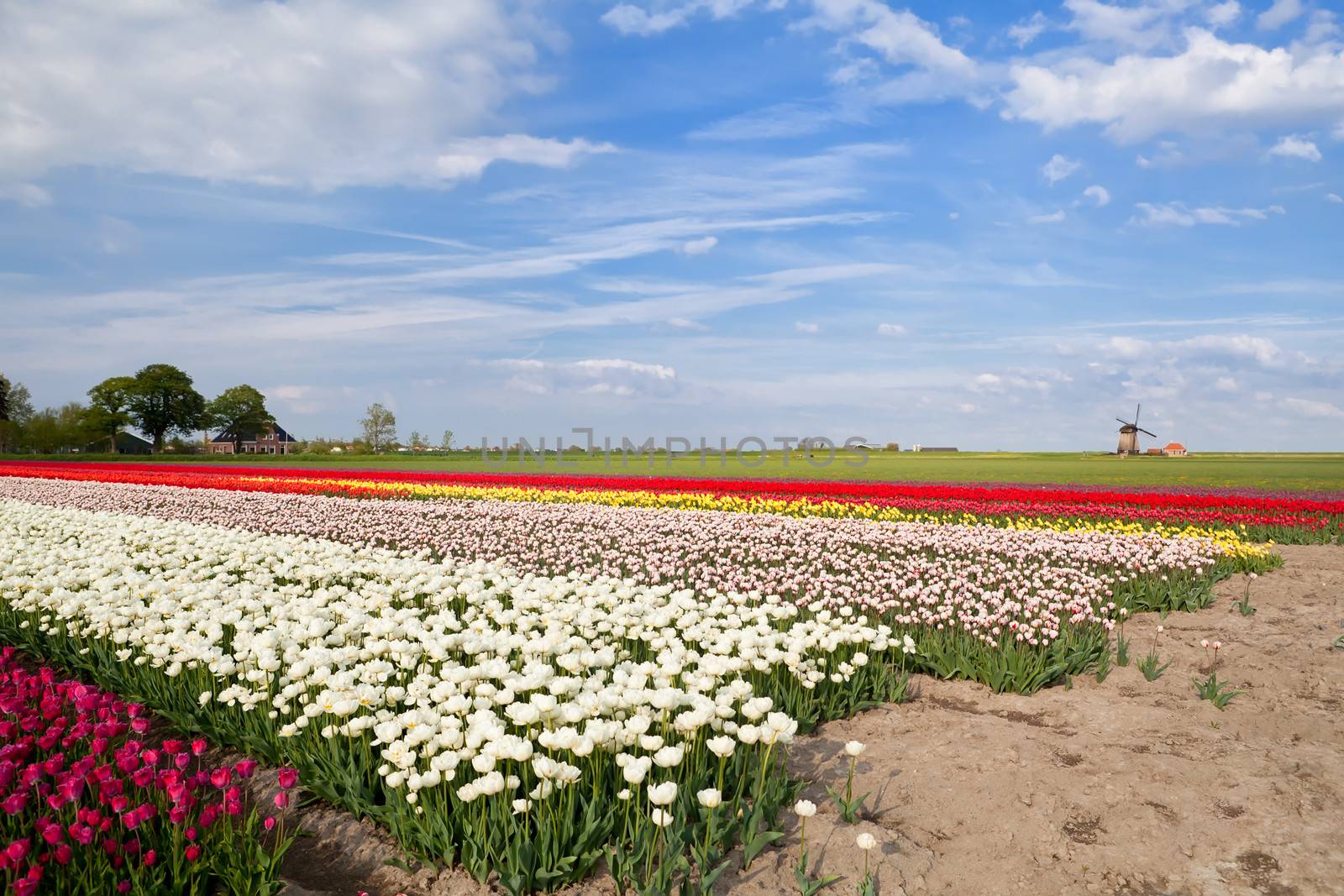 colorful tulips on spring fields and windmill, North Holland