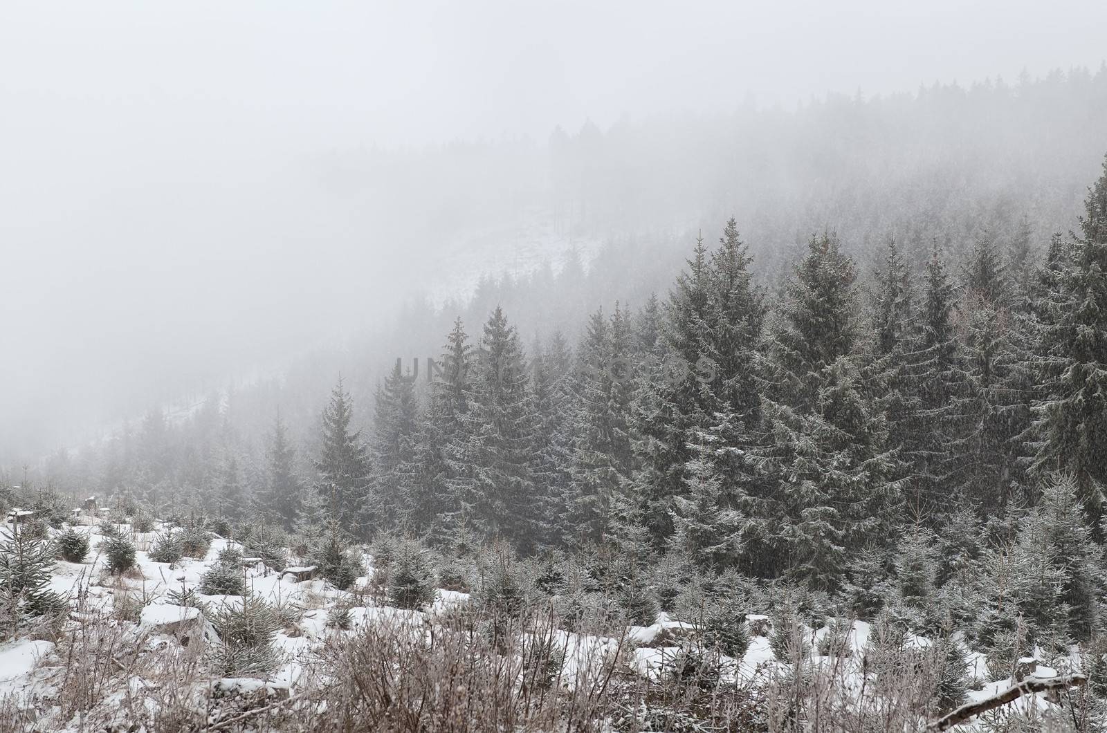 coniferous forest in dense fog during snowstorm by catolla