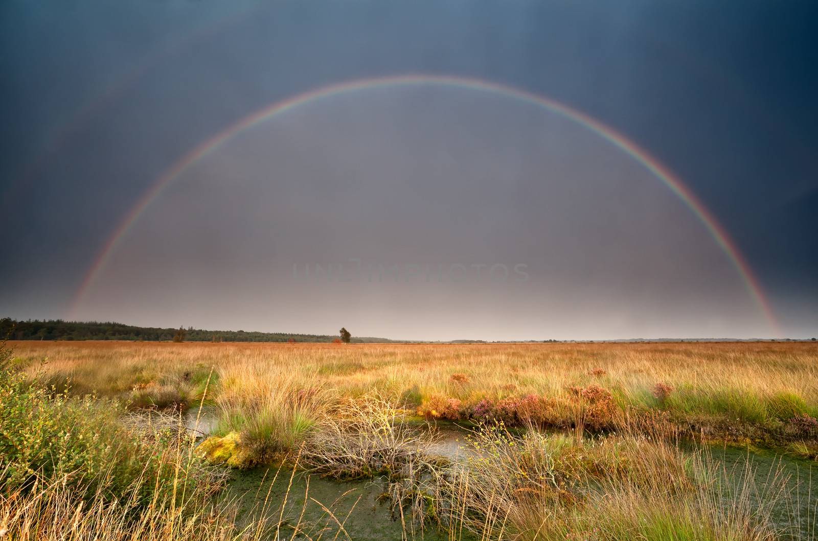 big rainbow over bog after summer storm by catolla
