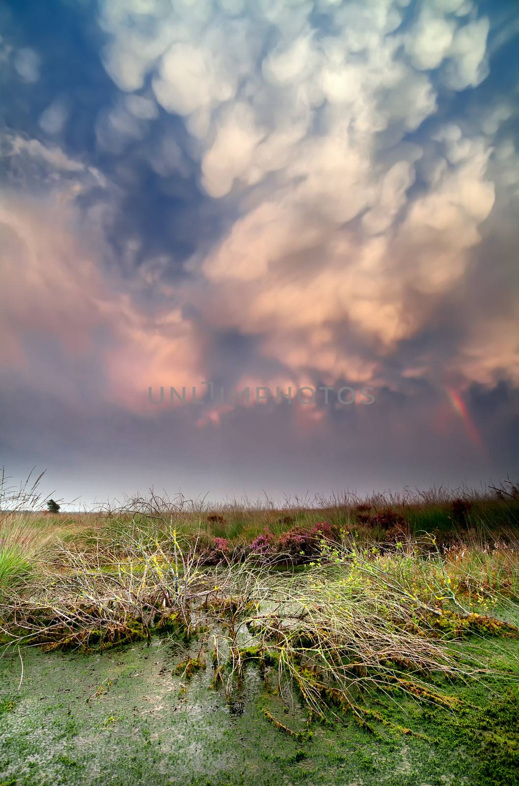 lenticular clouds during storm over bog at sunset, Fochteloerveen, Netherlands