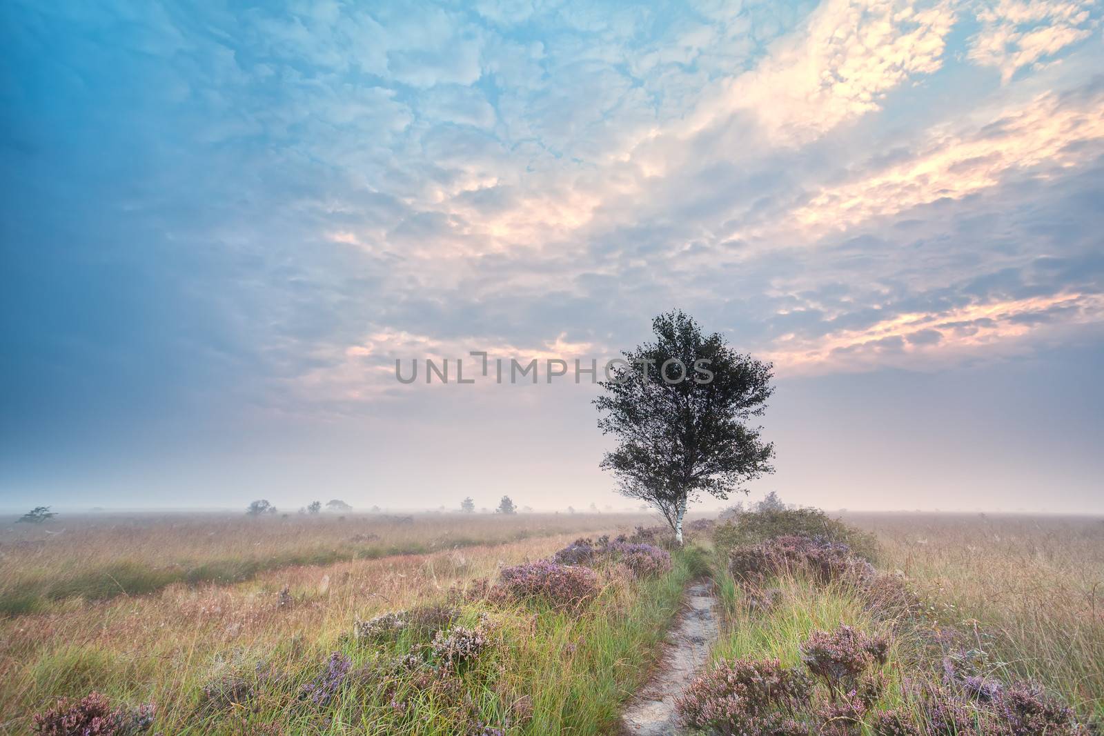 birch tree on flowering heathland at misty sunrise