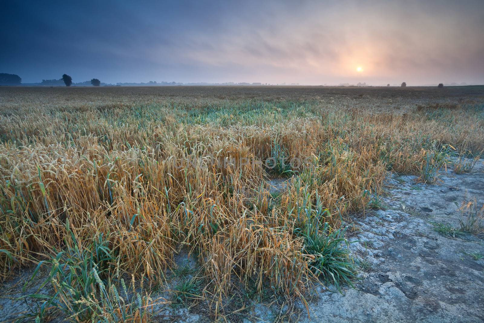 summer sunrise over wheat field, Groningen, Netherlands