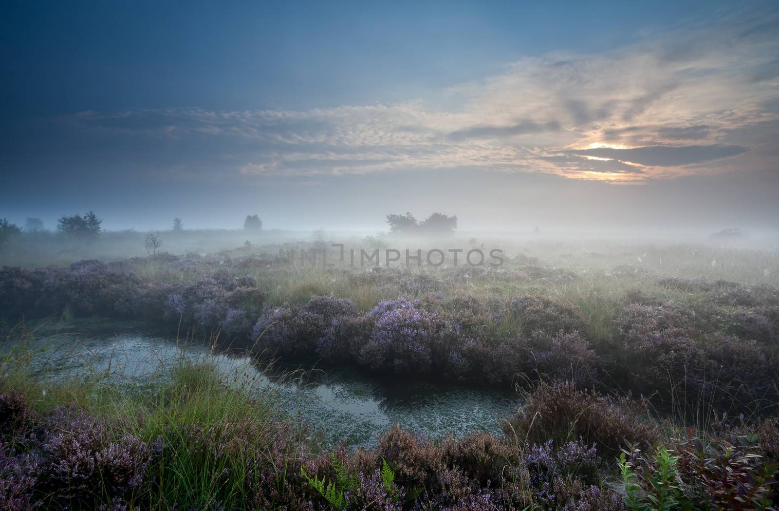 misty sunrise over swamp with flowering heather, Fochteloerveen, Netherlands