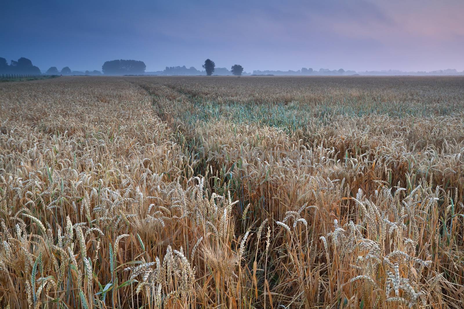wheat field during warm summer misty sunrise by catolla