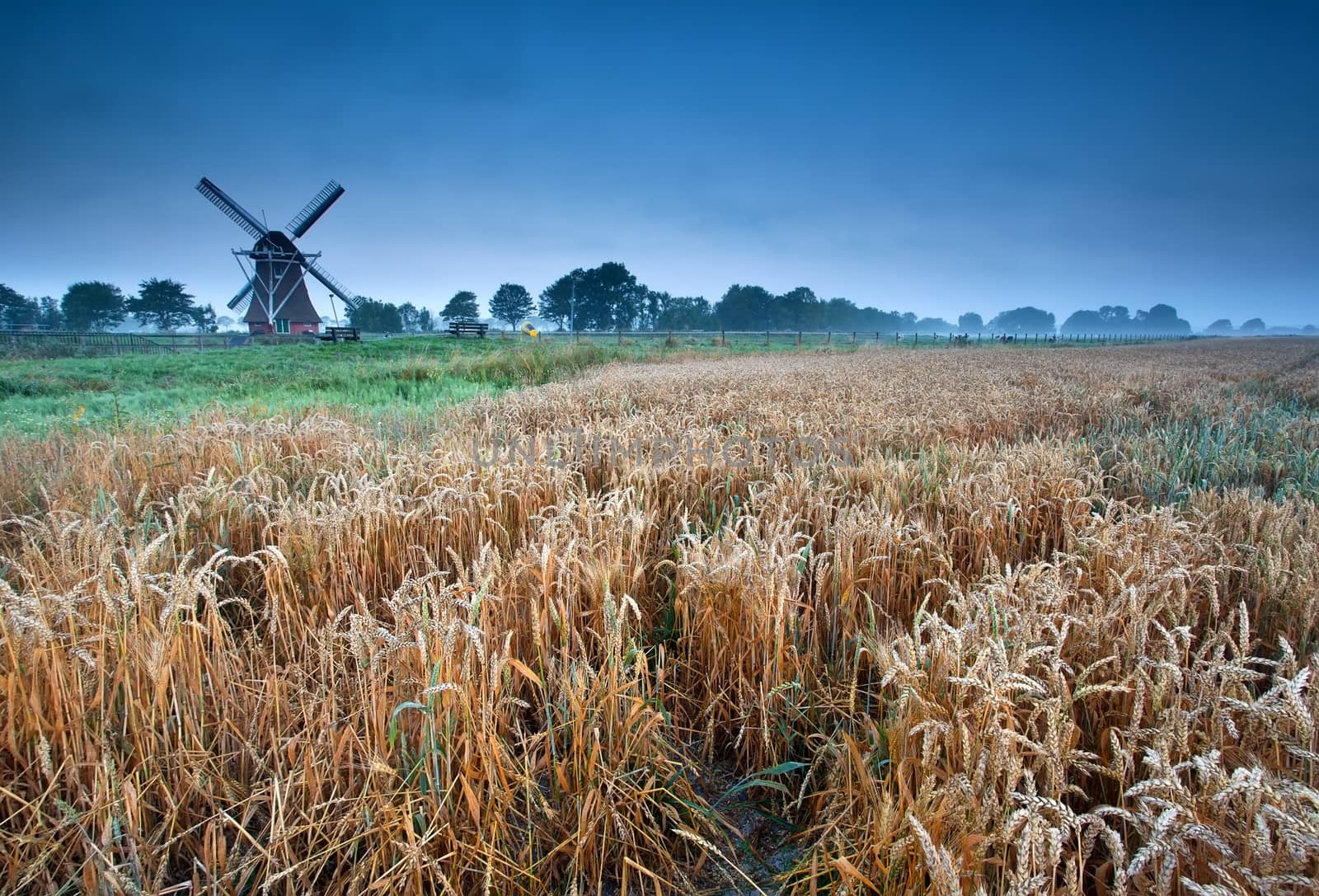 wheat field and windmillin summer morning, Groningen, Holland