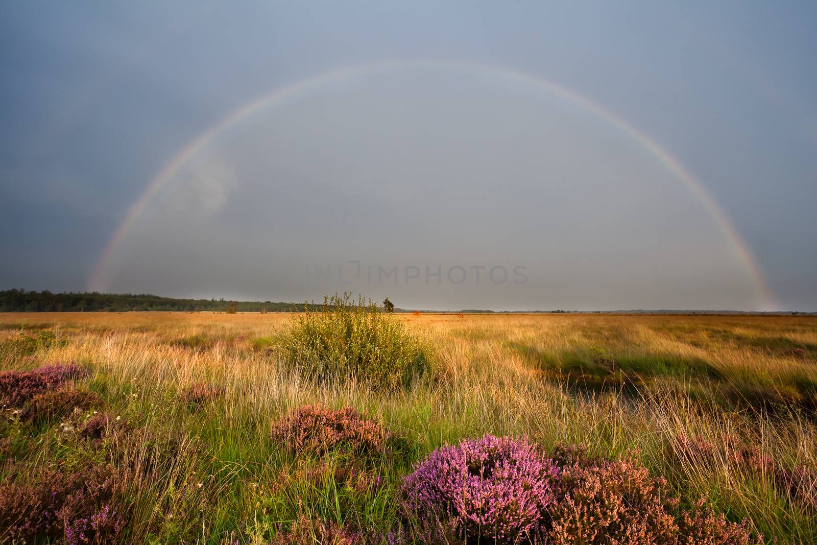 colorful rainbow over swamp with heather by catolla