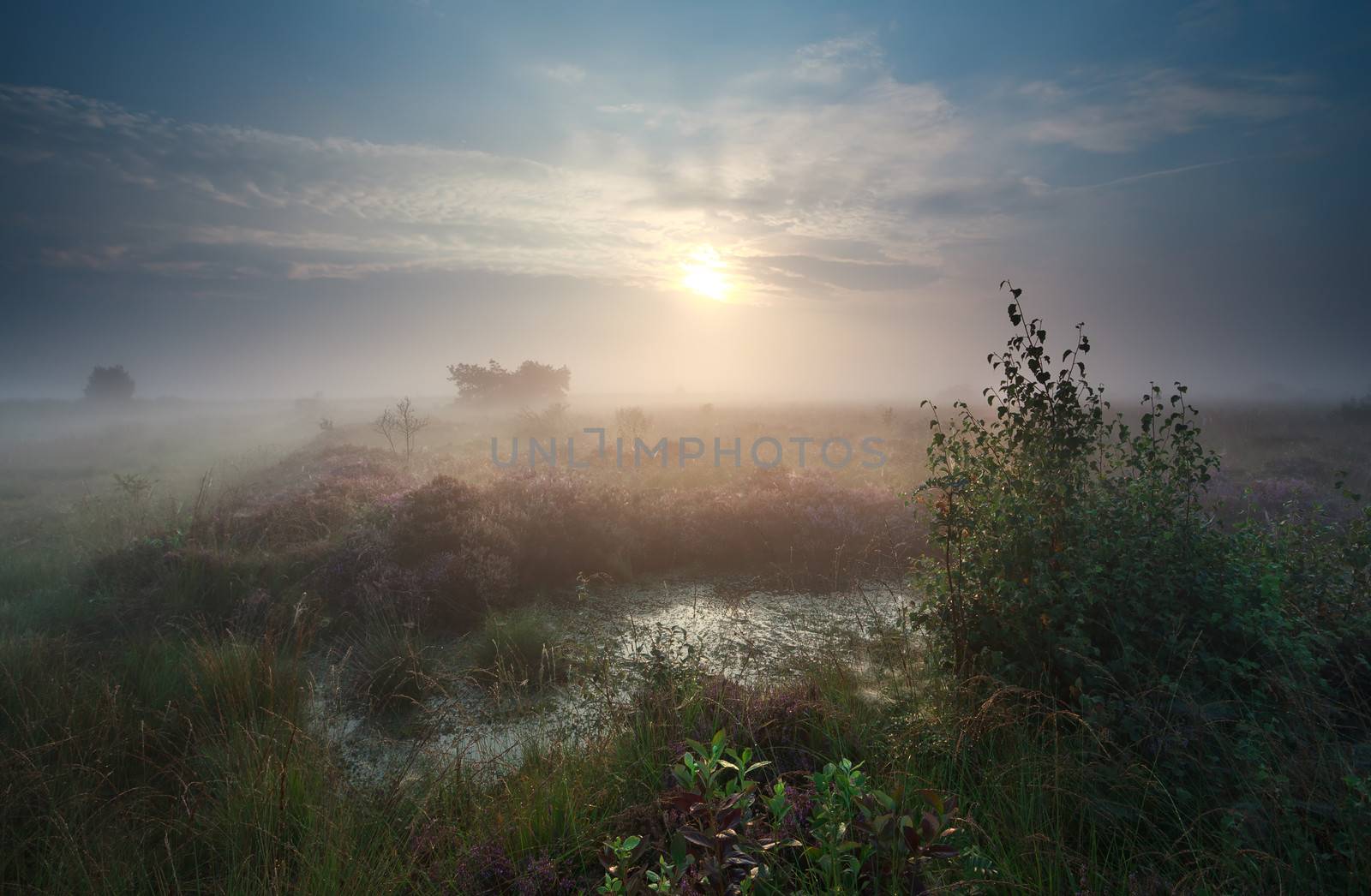 calm misty sunrise over marsh with flowering heather, Netherlands