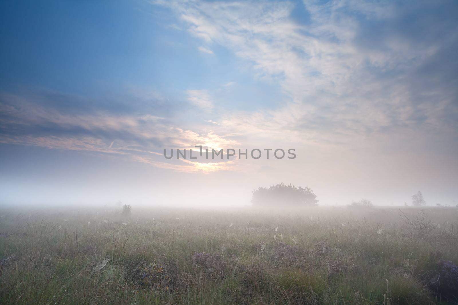 meadow in dense fog during sunrise by catolla