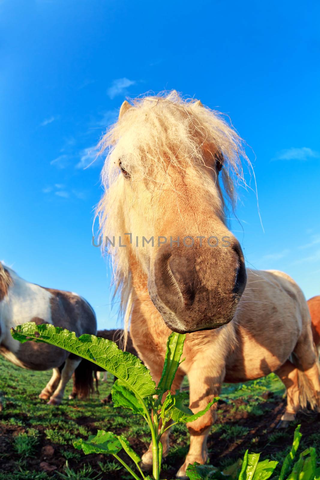 pony head close up by catolla