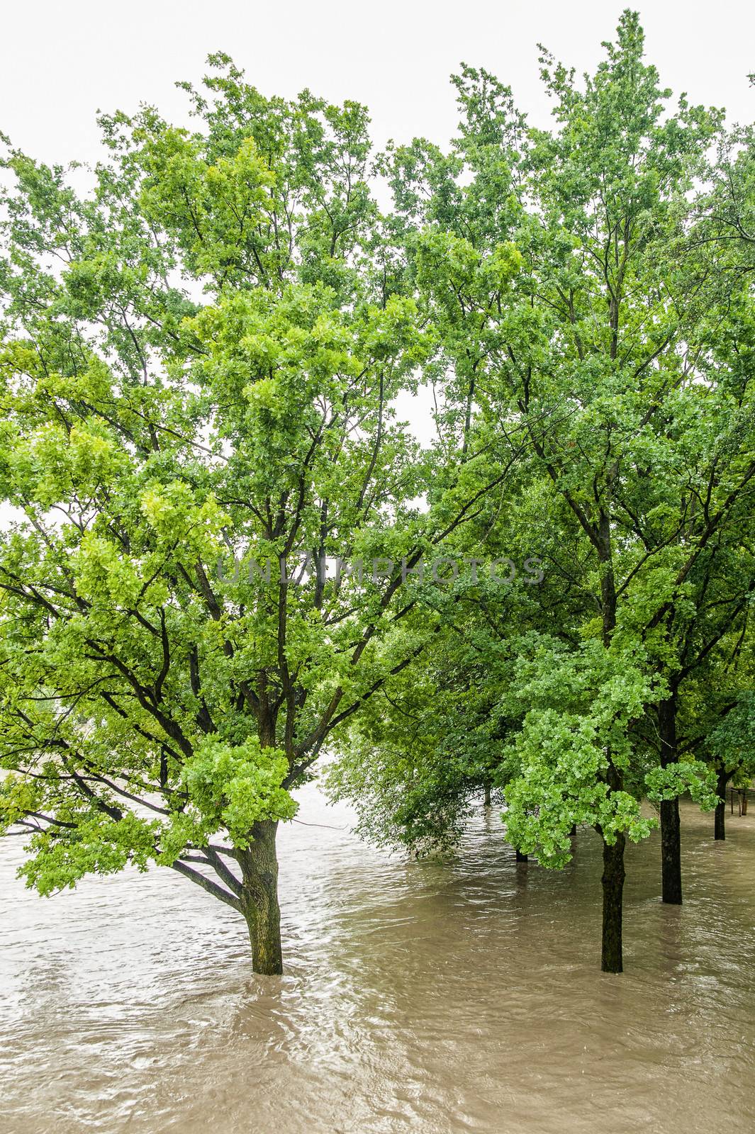 Trees in the Highwater of Danube River