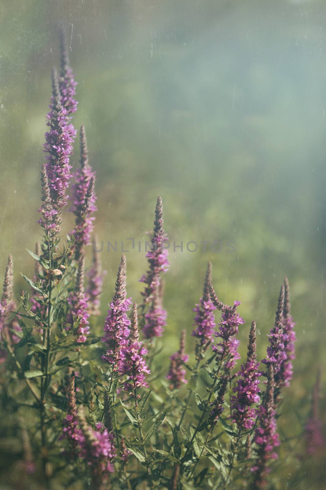 Purple wild flowers growing in field by Sandralise