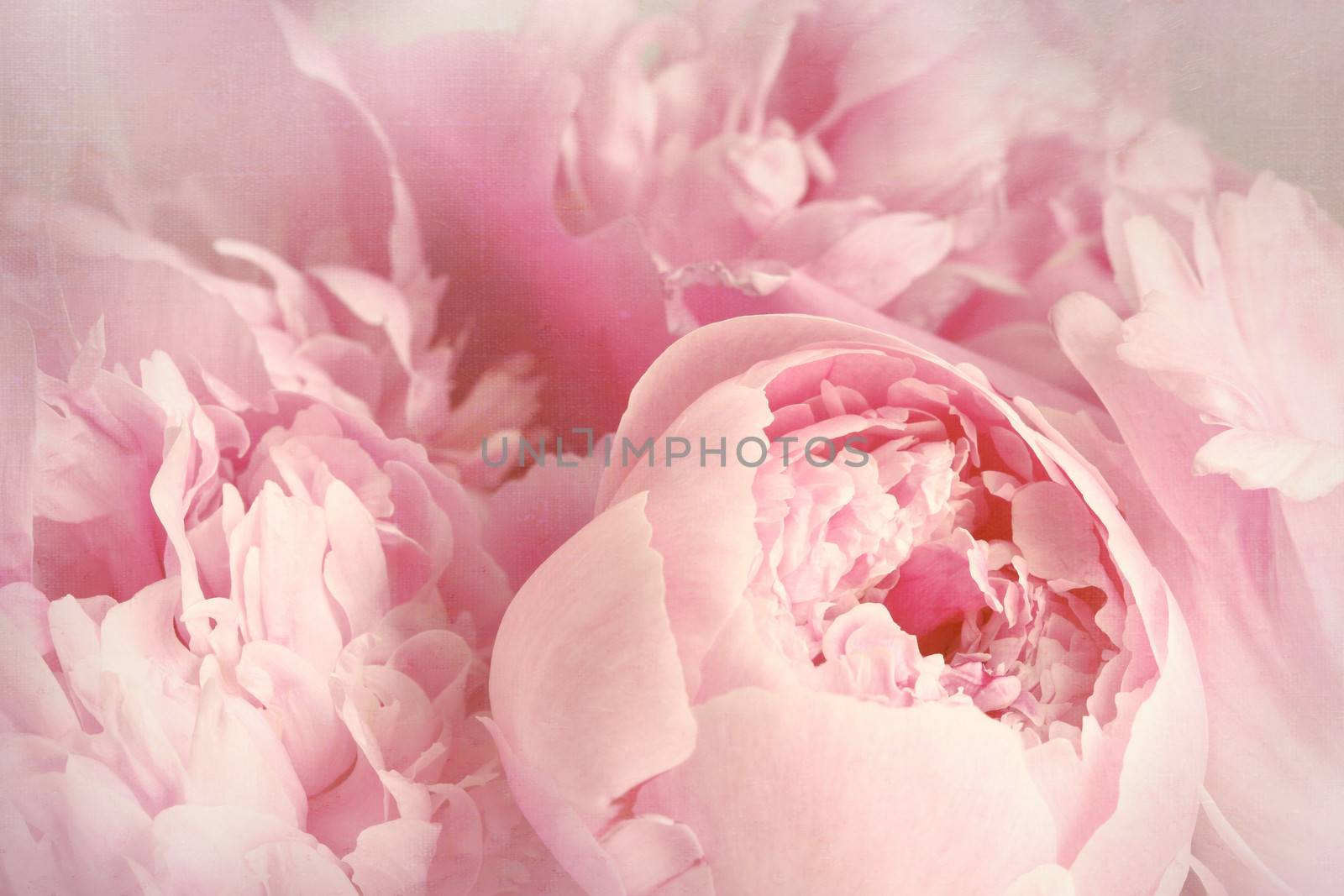 Closeup of peony flowers  by Sandralise