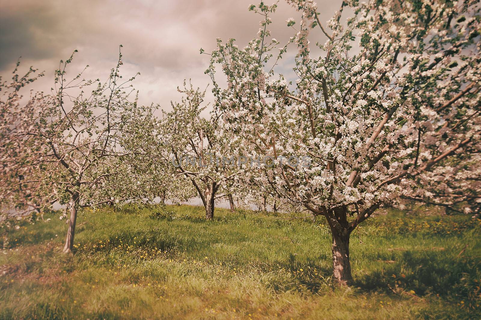 Blossoming apple orchard in spring  by Sandralise