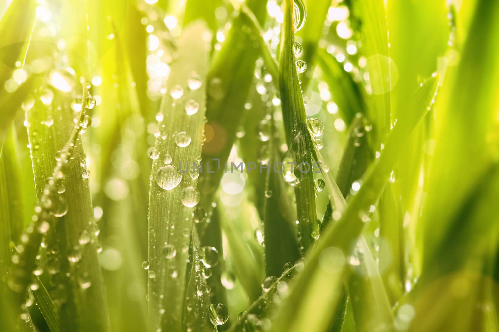 Droplets of water on blades of grass by Sandralise