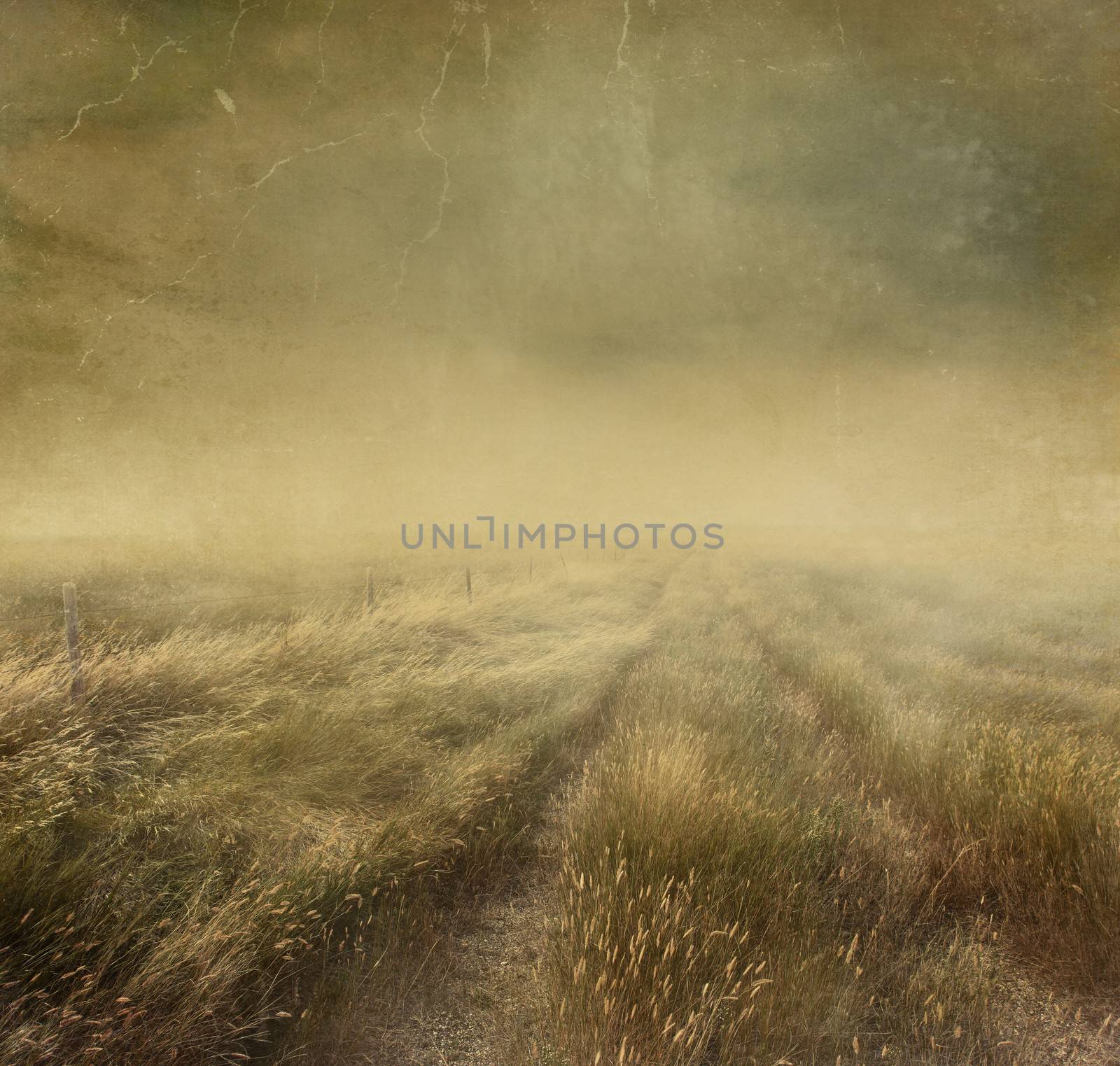 Prairie grasses with vintage color filters by Sandralise