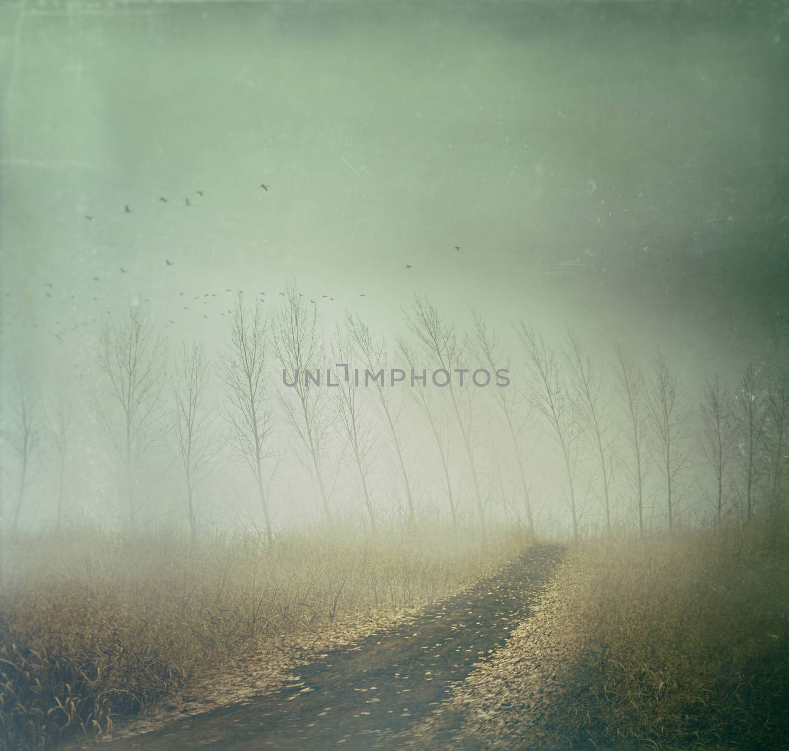 Country path in autumn fields with vintage texture