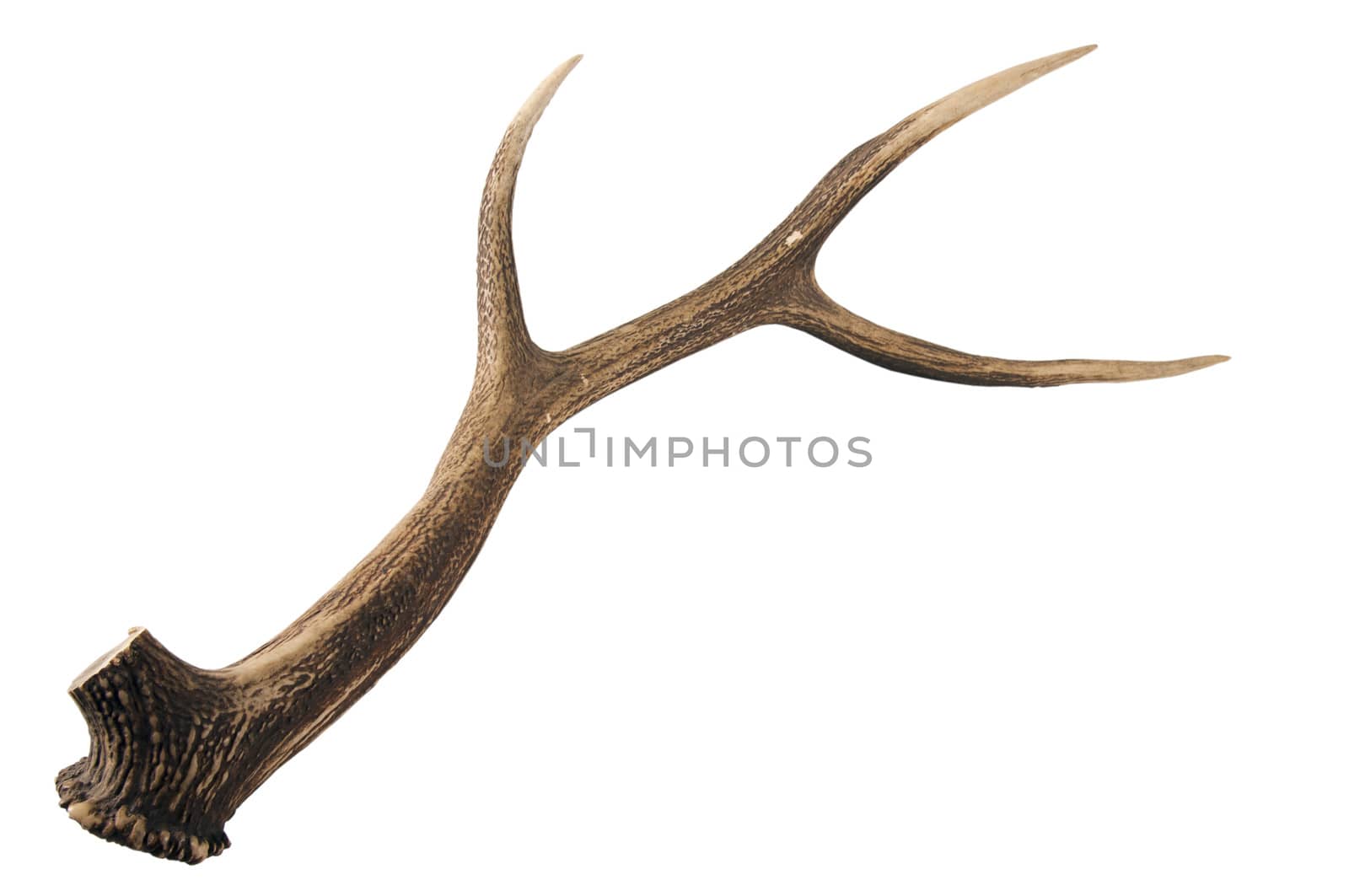 Antler - very beautiful trophy. Perfect material for artworks