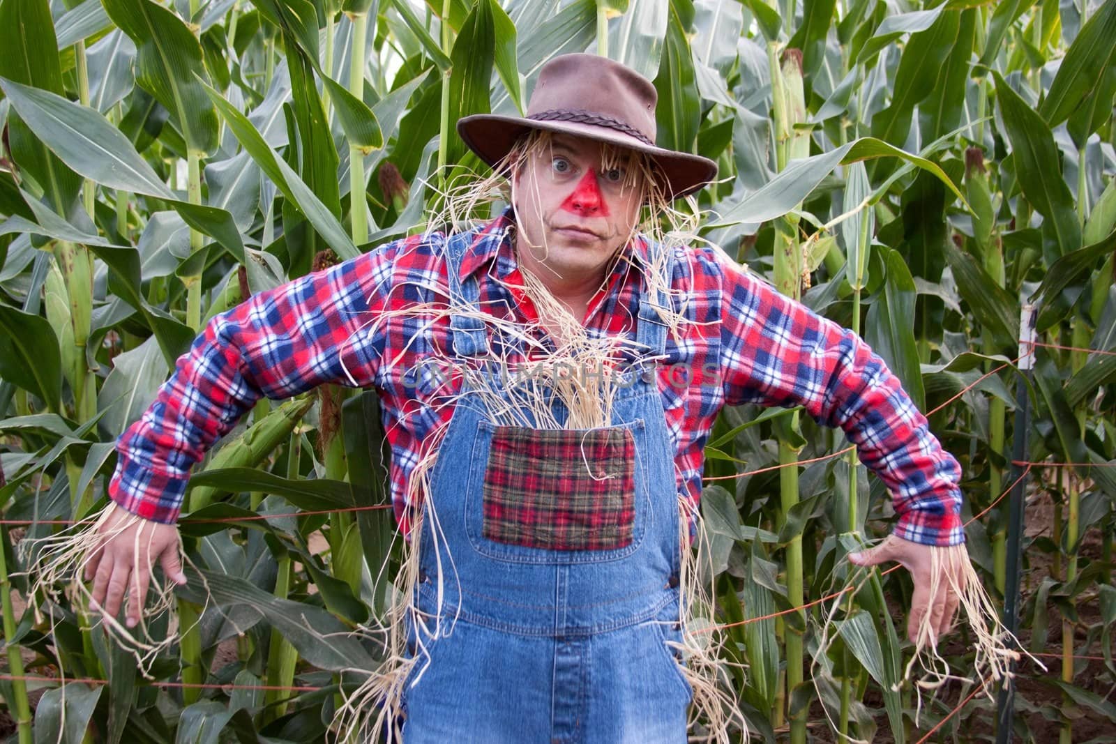 A human scarecrow in the corn field. by MaryHathaway