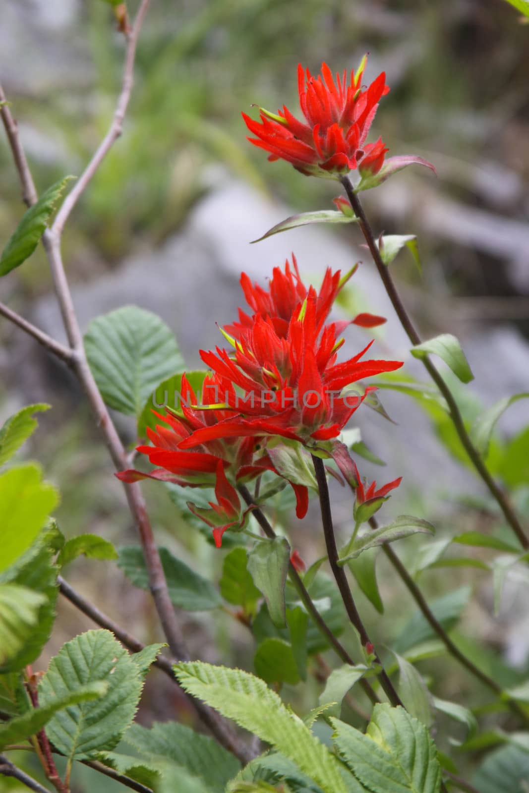 Mountain wildflowers commonly known as Indian Paintbrush.