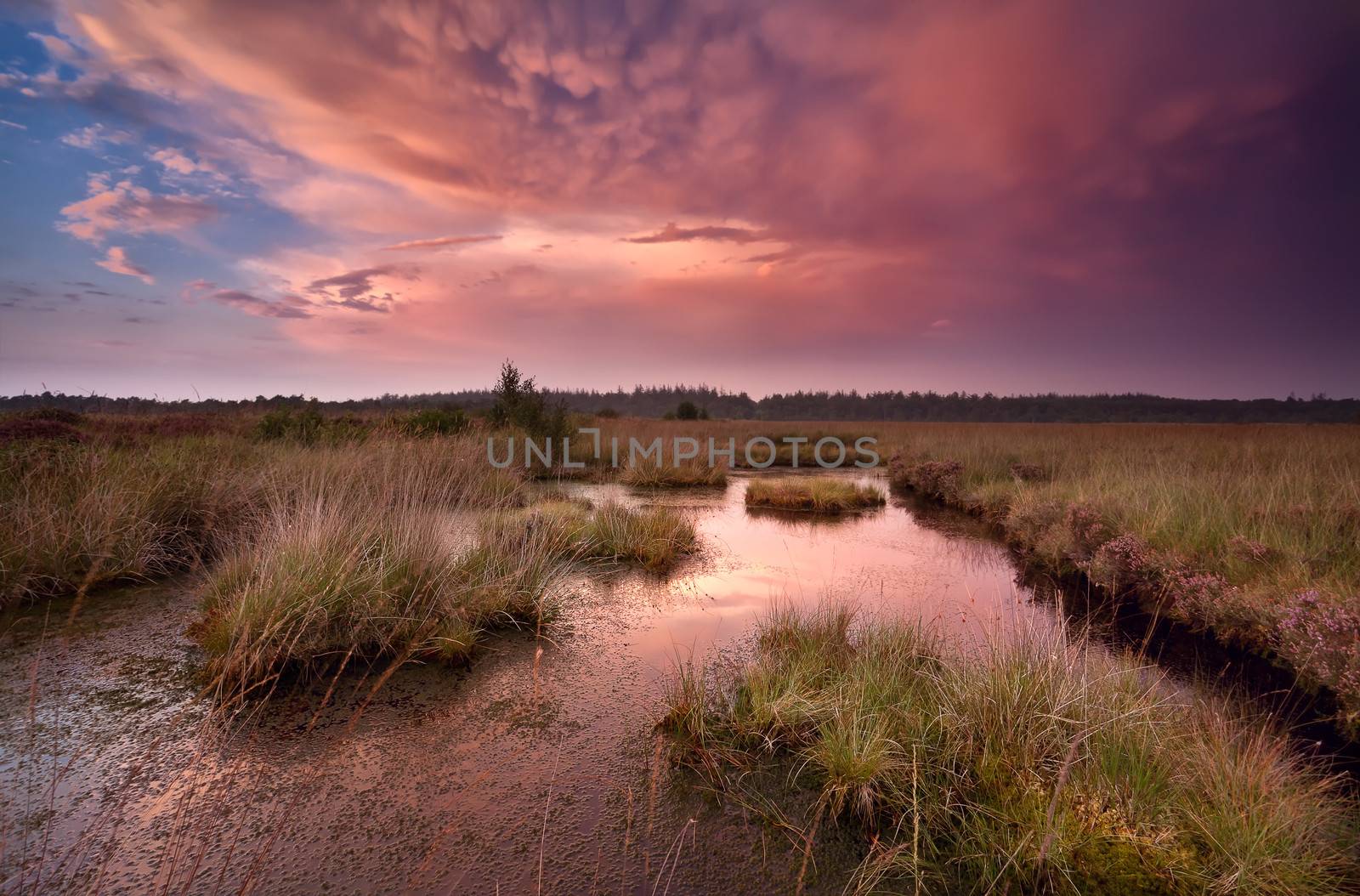 dramatic red sunset over swamp by catolla