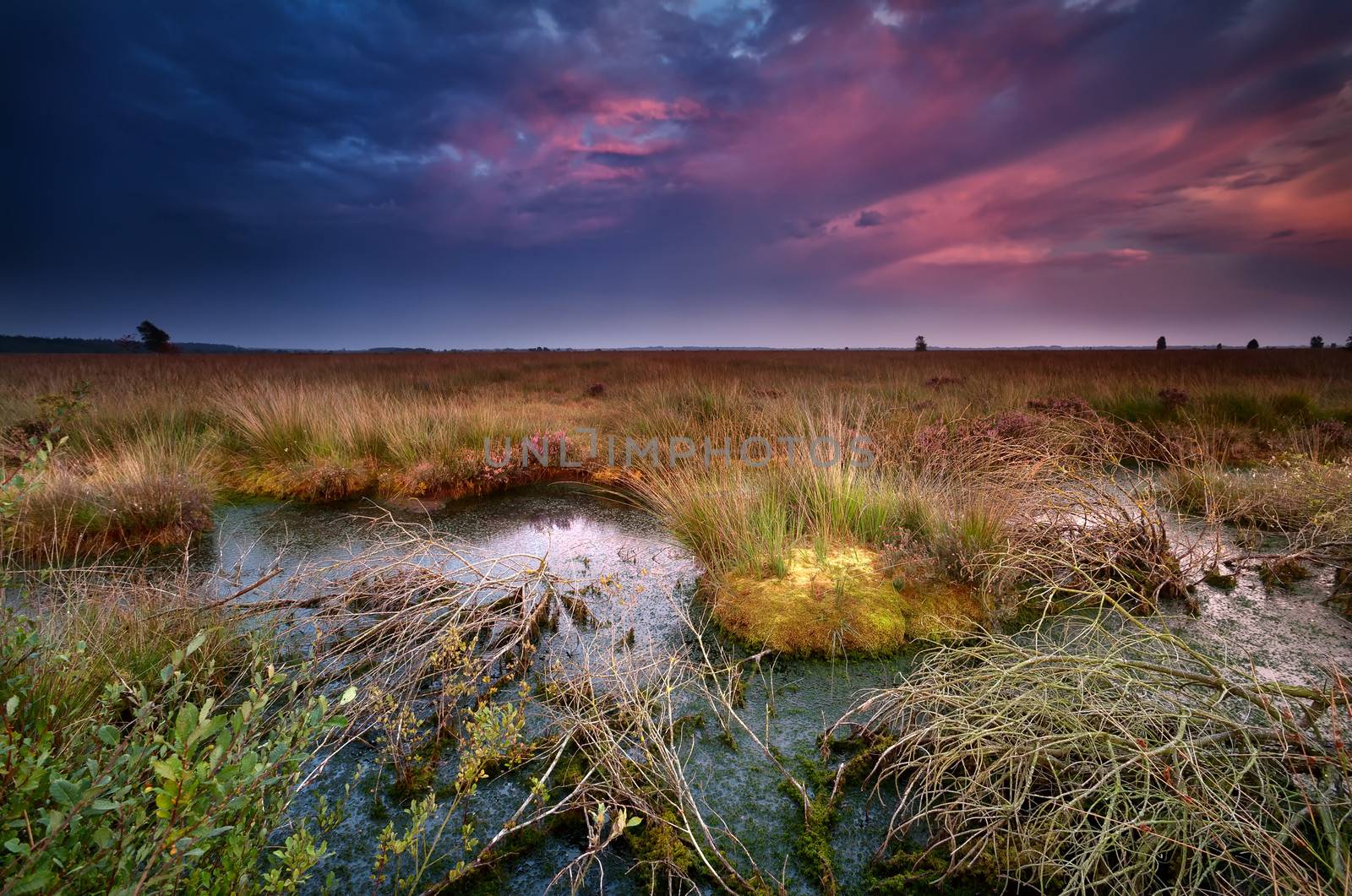 purple sunset over old bog, Fochteloerveen, Netherlands